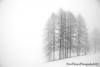 3223Trees 640