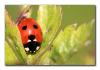 0258Macro sm
