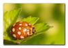 0266Macro sm