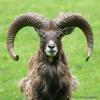 7106Goat 640