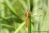 9275Dragonfly 640