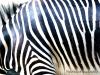 9610Zebra 640