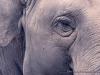 9726Elephant 640