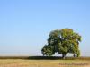 3056Tree 640