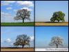 4seasons 640