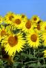 7547Sunflowers 640